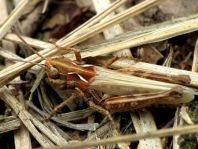 Gefleckte Keulenschrecke, Myrmeleotettix maculatus