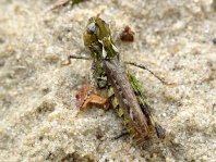 Gefleckte Keulenschrecke, Myrmeleotettix maculatus