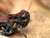 Gefleckte Keulenschrecke, Myrmeleotettix maculatus