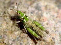 Gefleckte Keulenschrecke, Myrmeleotettix maculatus
