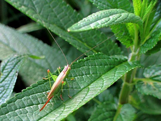 Conocephalus fuscus, Langflüglige Schwertschrecke