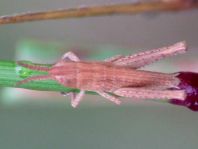 Chorthippus biguttulus Gruppe