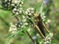 Chorthippus biguttulus Gruppe