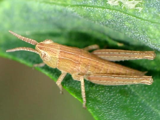 Chorthippus biguttulus Gruppe