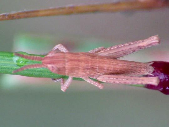 Chorthippus biguttulus Gruppe