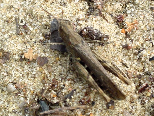 Chorthippus biguttulus Gruppe