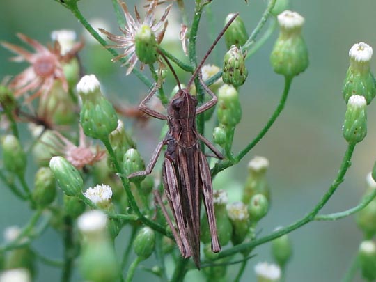 Chorthippus biguttulus Gruppe
