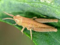 Chorthippus biguttulus Gruppe