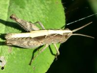 Chorthippus biguttulus Gruppe