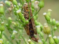 Chorthippus biguttulus Gruppe