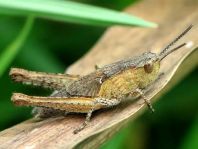 Chorthippus biguttulus Gruppe