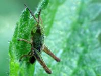 Chorthippus biguttulus Gruppe