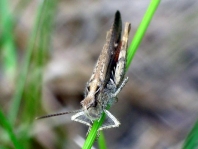 Chorthippus biguttulus Gruppe