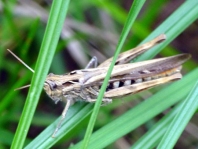 Chorthippus biguttulus Gruppe