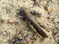 Chorthippus biguttulus Gruppe