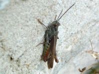 Chorthippus biguttulus Gruppe