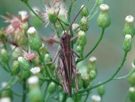 Chorthippus biguttulus Gruppe
