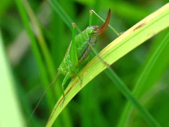 Conocephalus dorsalis, Kurzflügelige Schwertschrecke