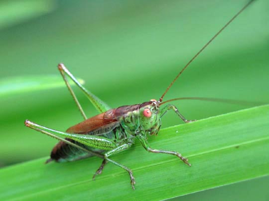 Conocephalus dorsalis, Kurzflügelige Schwertschrecke