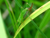 Conocephalus dorsalis, Kurzflügelige Schwertschrecke