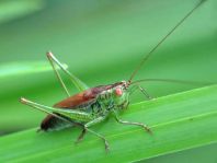 Conocephalus dorsalis, Kurzflügelige Schwertschrecke