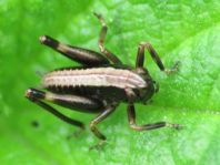 Pholidoptera griseoaptera, Gewöhnliche Strauchschrecke, Nymphe