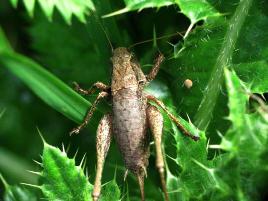Pholidoptera griseoaptera, Gewöhnliche Strauchschrecke