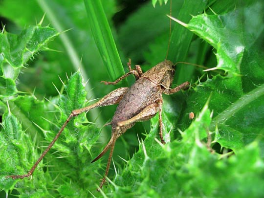 Pholidoptera griseoaptera, Gewöhnliche Strauchschrecke