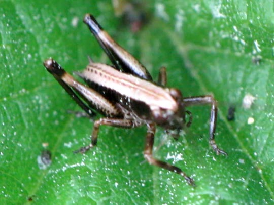 Pholidoptera griseoaptera, Gewöhnliche Strauchschrecke, Nymphe