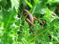 Pholidoptera griseoaptera, Gewöhnliche Strauchschrecke