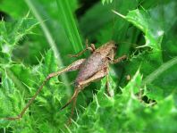 Pholidoptera griseoaptera, Gewöhnliche Strauchschrecke