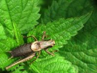 Pholidoptera griseoaptera, Gewöhnliche Strauchschrecke