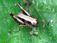 Pholidoptera griseoaptera, Gewöhnliche Strauchschrecke, Nymphe