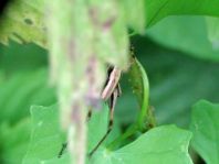 Pholidoptera griseoaptera, Gewöhnliche Strauchschrecke, Nymphe