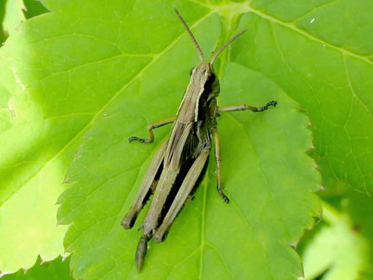 Stethophyma grossum, Sumpfschrecke