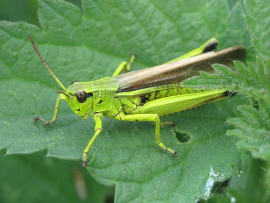 Stethophyma grossum, Sumpfschrecke
