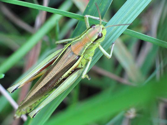 Stethophyma grossum, Sumpfschrecke