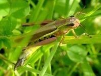 Stethophyma grossum, Sumpfschrecke