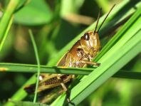 Stethophyma grossum, Sumpfschrecke