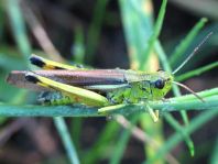 Stethophyma grossum, Sumpfschrecke