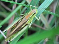 Stethophyma grossum, Sumpfschrecke