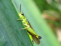 Stethophyma grossum, Sumpfschrecke
