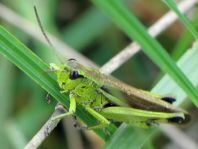 Stethophyma grossum, Sumpfschrecke