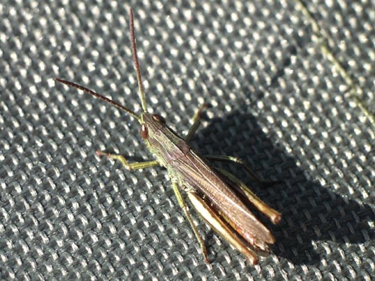 Chorthippus dorsatus, Wiesengrashüpfer