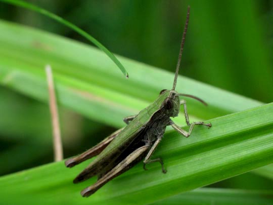 Chorthippus dorsatus, Wiesengrashüpfer
