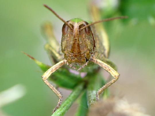 Chorthippus dorsatus, Wiesengrashüpfer