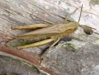 Chorthippus dorsatus, Wiesengrashüpfer