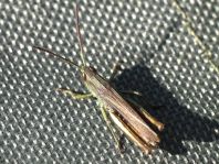 Chorthippus dorsatus, Wiesengrashüpfer