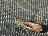 Chorthippus dorsatus, Wiesengrashüpfer