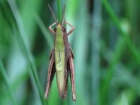 Chorthippus dorsatus, Wiesengrashüpfer